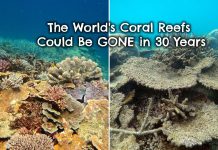 coral-reef-bleaching