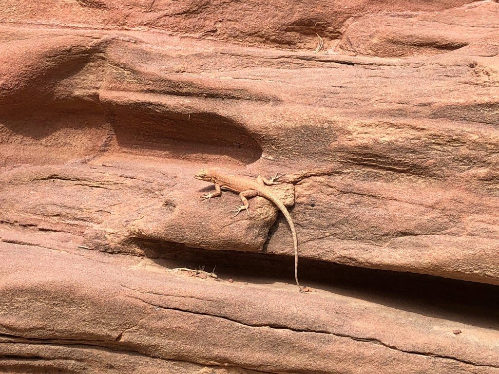 paria canyon lizard