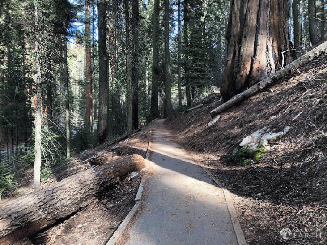 big-tree-trail-sequoia