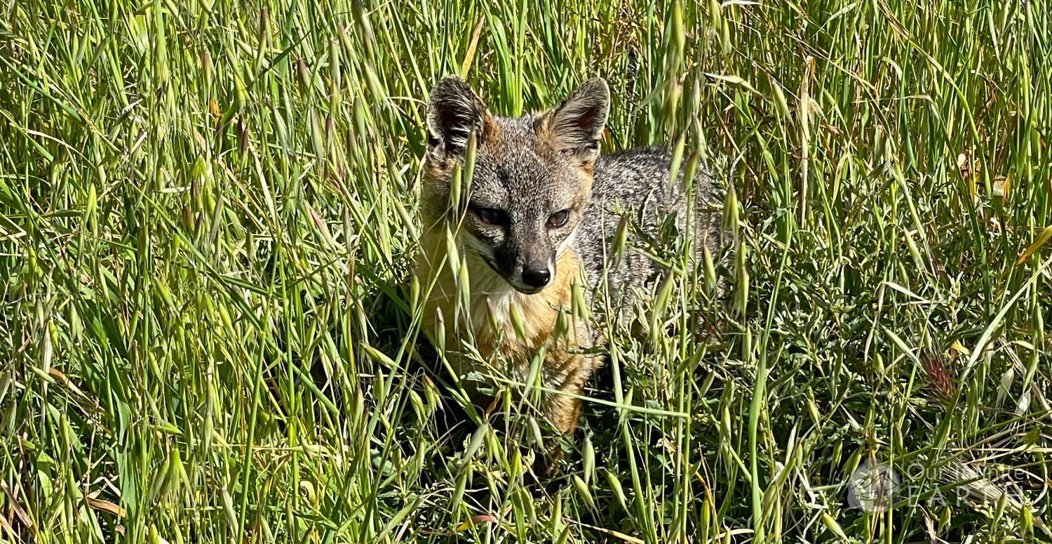 santa-cruz-island-fox-1