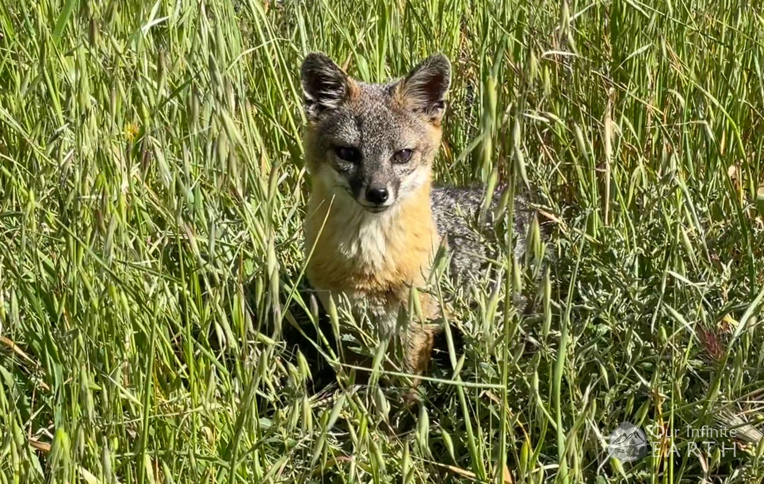 santa-cruz-island-fox-2