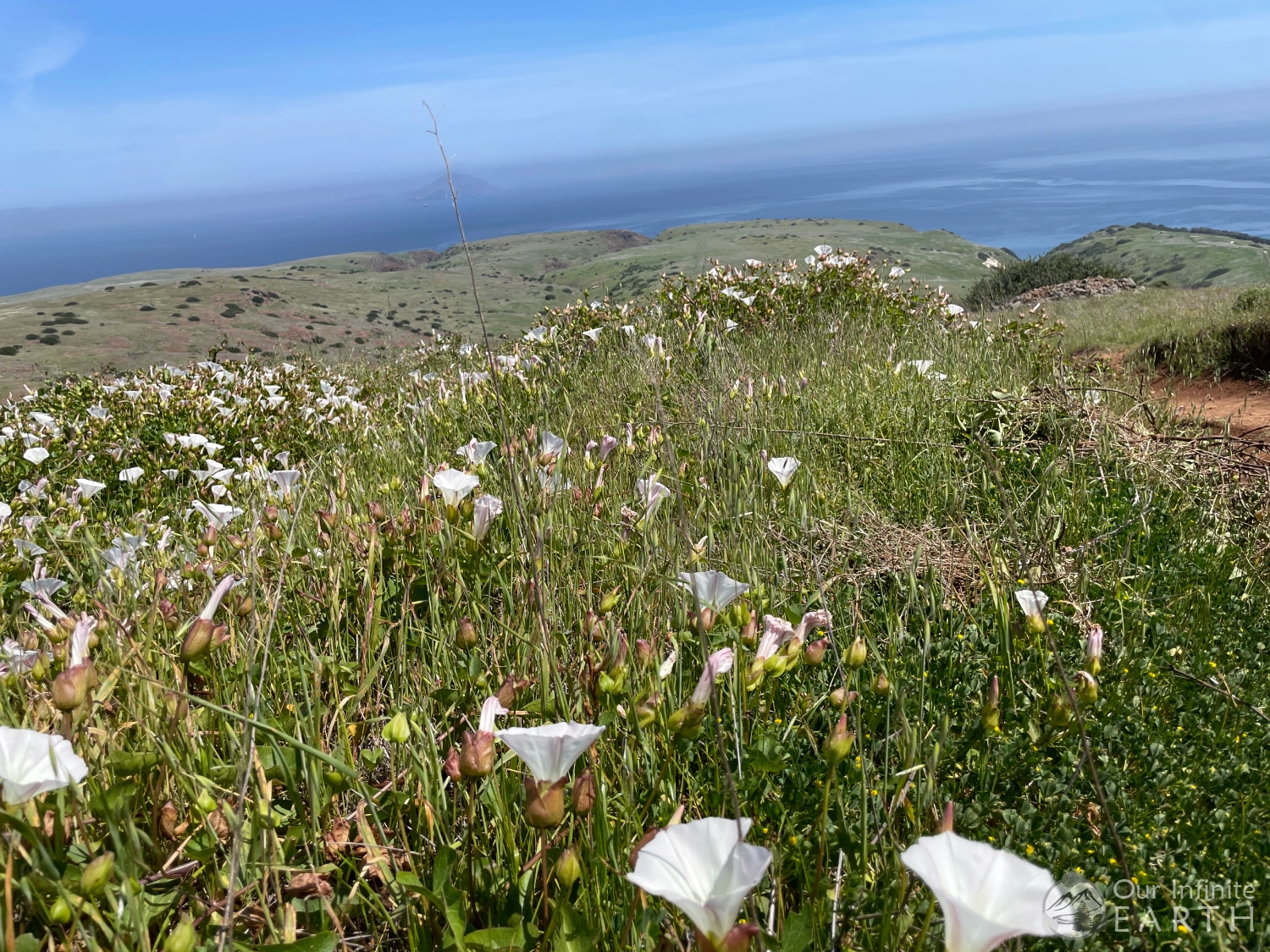 wild-flowers-santa-cruz
